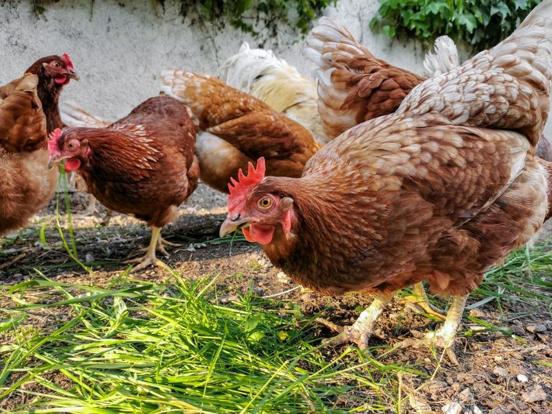 close-up-of-domestic-chickens-hens-and-rooster-in-2022-08-01-04-43-54-utc-min.jpg