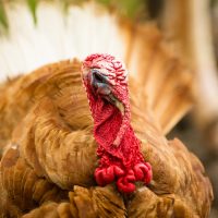 domestic-farm-turkey-stands-close-game-bird-portra-2021-08-26-22-38-12-utc-1-min.jpg