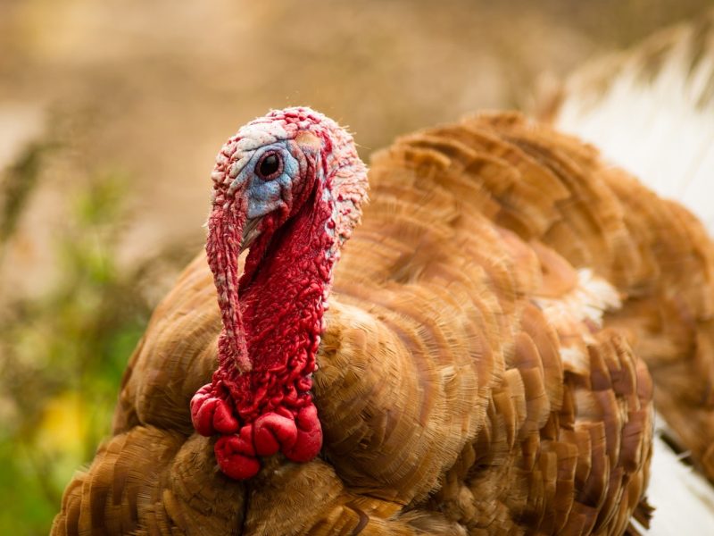 domestic-farm-turkey-stands-close-game-bird-portra-2021-08-26-22-38-12-utc-min.jpg